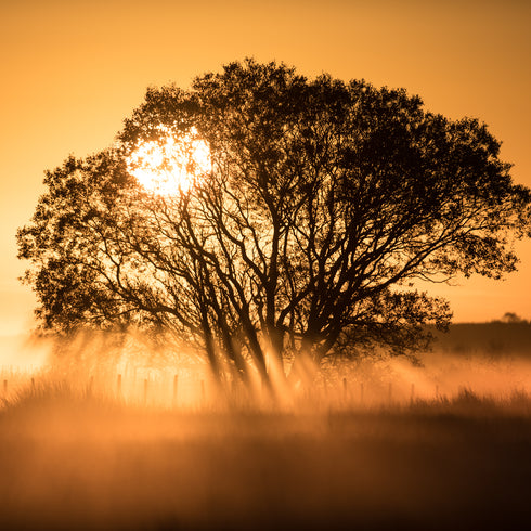 JUMBO ART - DAWN RAYS - HUGE 1 Metre Square Canvas